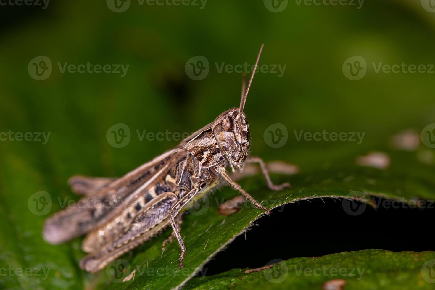 Common field grasshoper sitting on a green leaf macro photography in summertime. Brown grasshopper sitting on a plant in sunny summer day close-up photo. photo