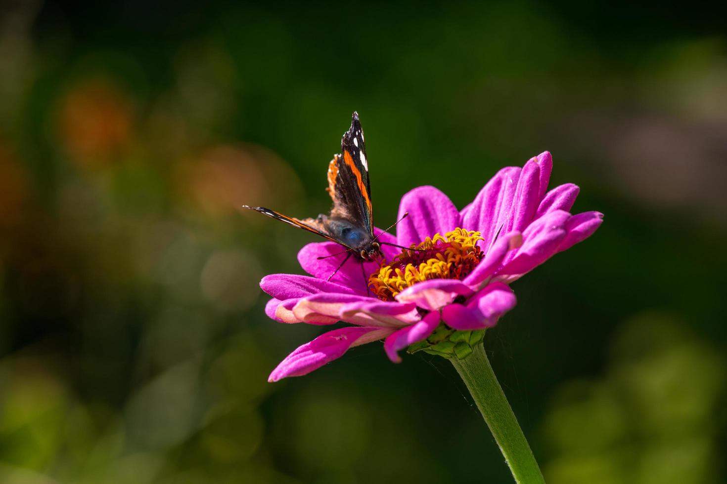 Red admiral butterfly sitting on purple flower macro photography. Vanessa atalanta butterfly collects pollen from zinnia garden close up photography. photo