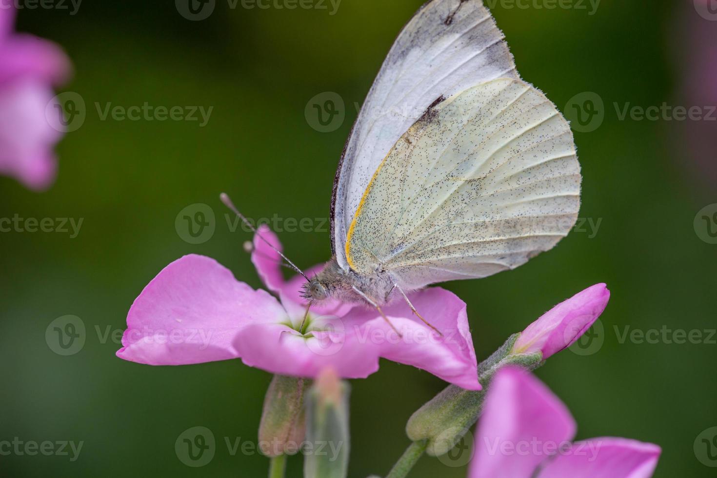 Small white butterfly collects pollen on a purple flower macro photogrpahy. Pieris rapae butterfly sitting on a pink phlox in a summer day. Cabbage white butterfly closeup garden photography. photo