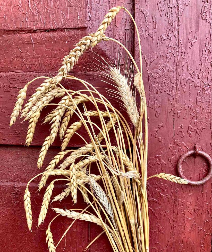 Ears of wheat against the background of a wooden red painted wall. photo