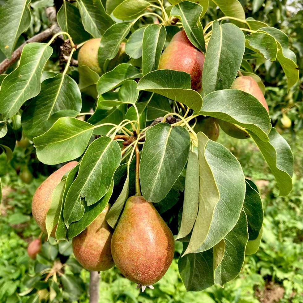 pera primer plano de una pera colgando de un árbol. peras frescas y jugosas en una rama de peral. peras orgánicas en ambiente natural. foto