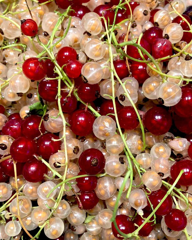 Currant red and white, close-up. photo