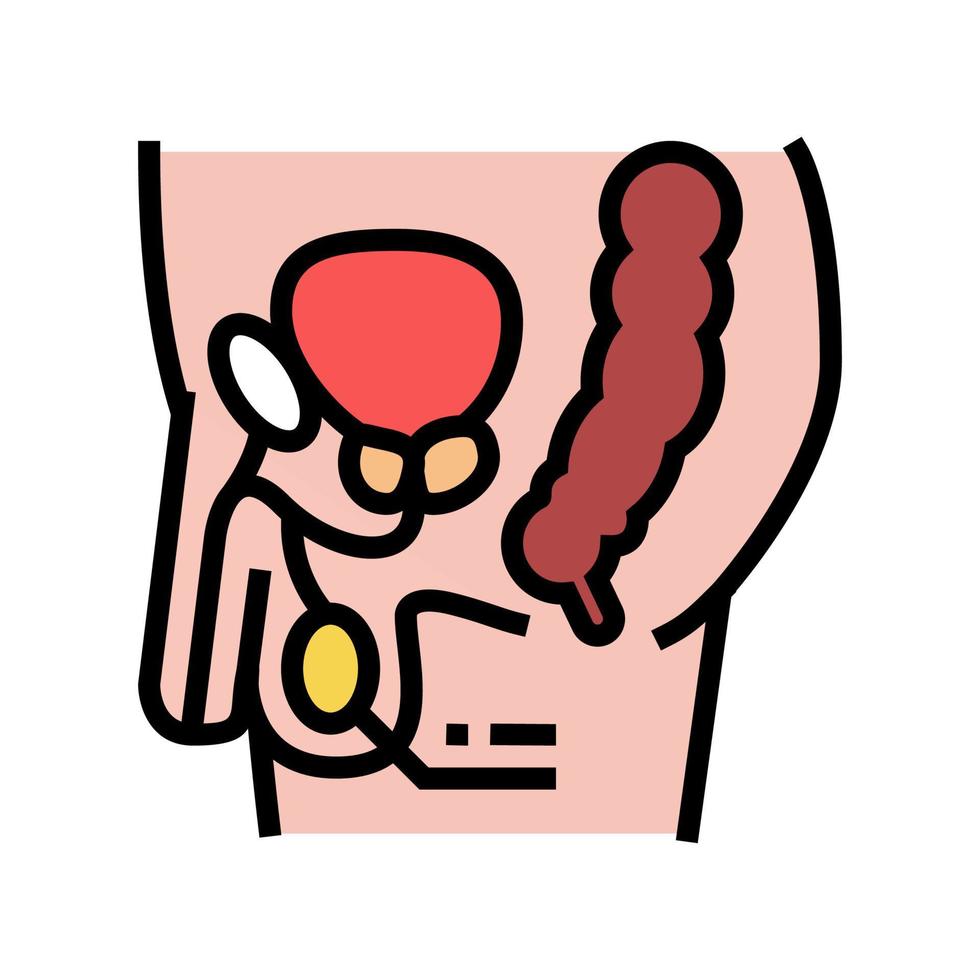 testículos endocrinología color icono vector ilustración