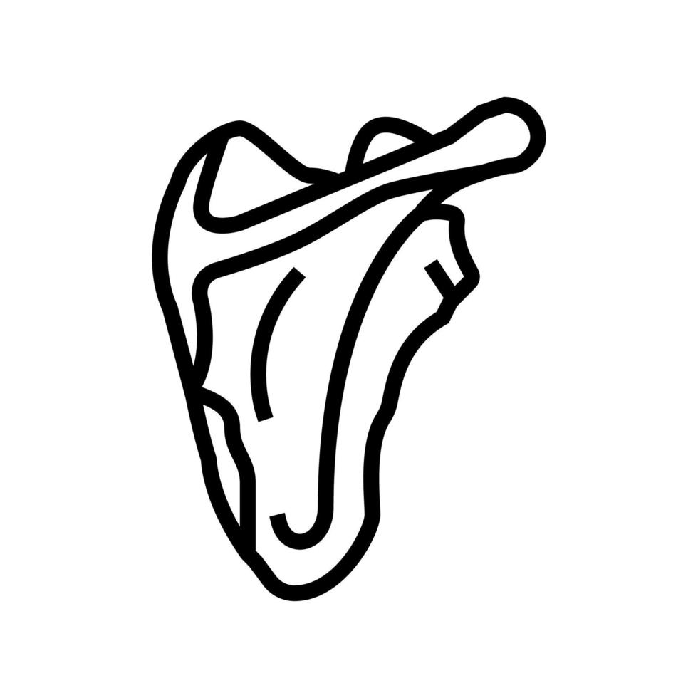 ilustración de vector de icono de línea de hueso de escápula