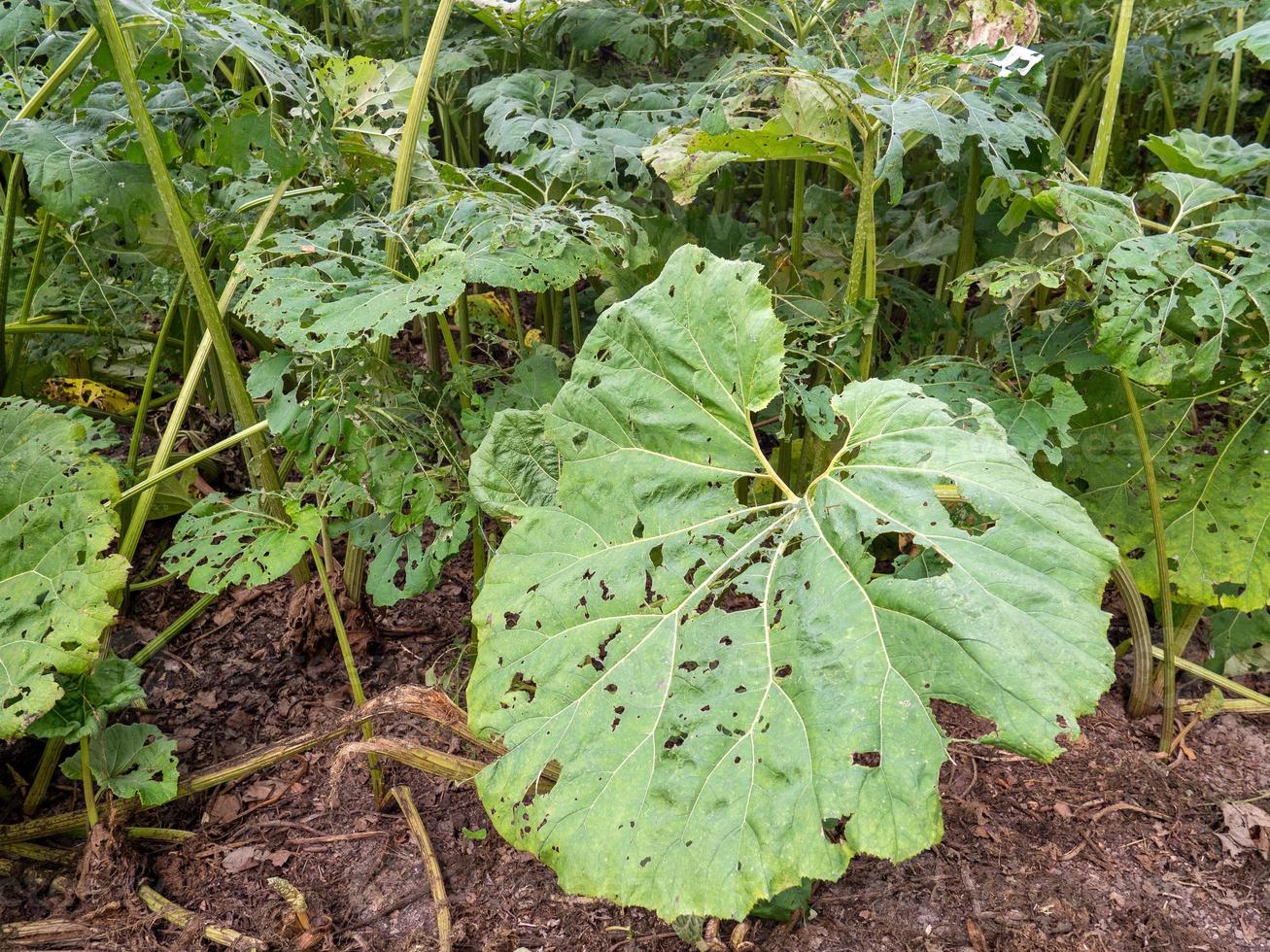 las hojas verdes de la planta paraguas del pobre -gunnera insignis- que son devoradas por ratones y otras plagas. foto