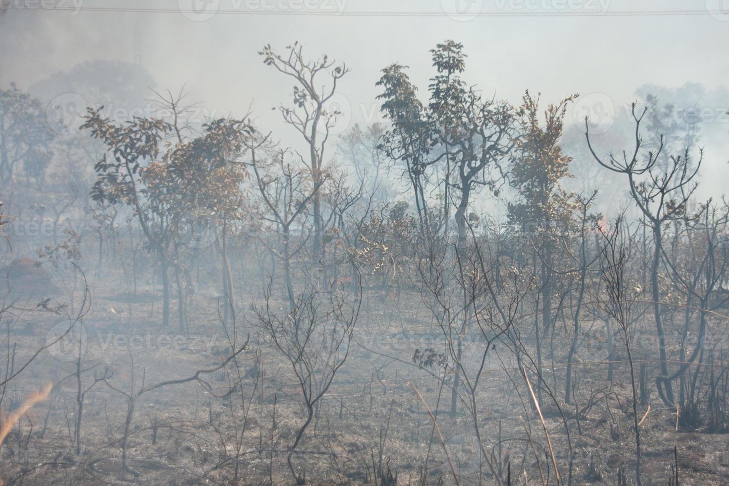 A brush fire near the Karriri-Xoco and Tuxa Indian Reservation in the Northwest section of Brasilia, Brazil photo