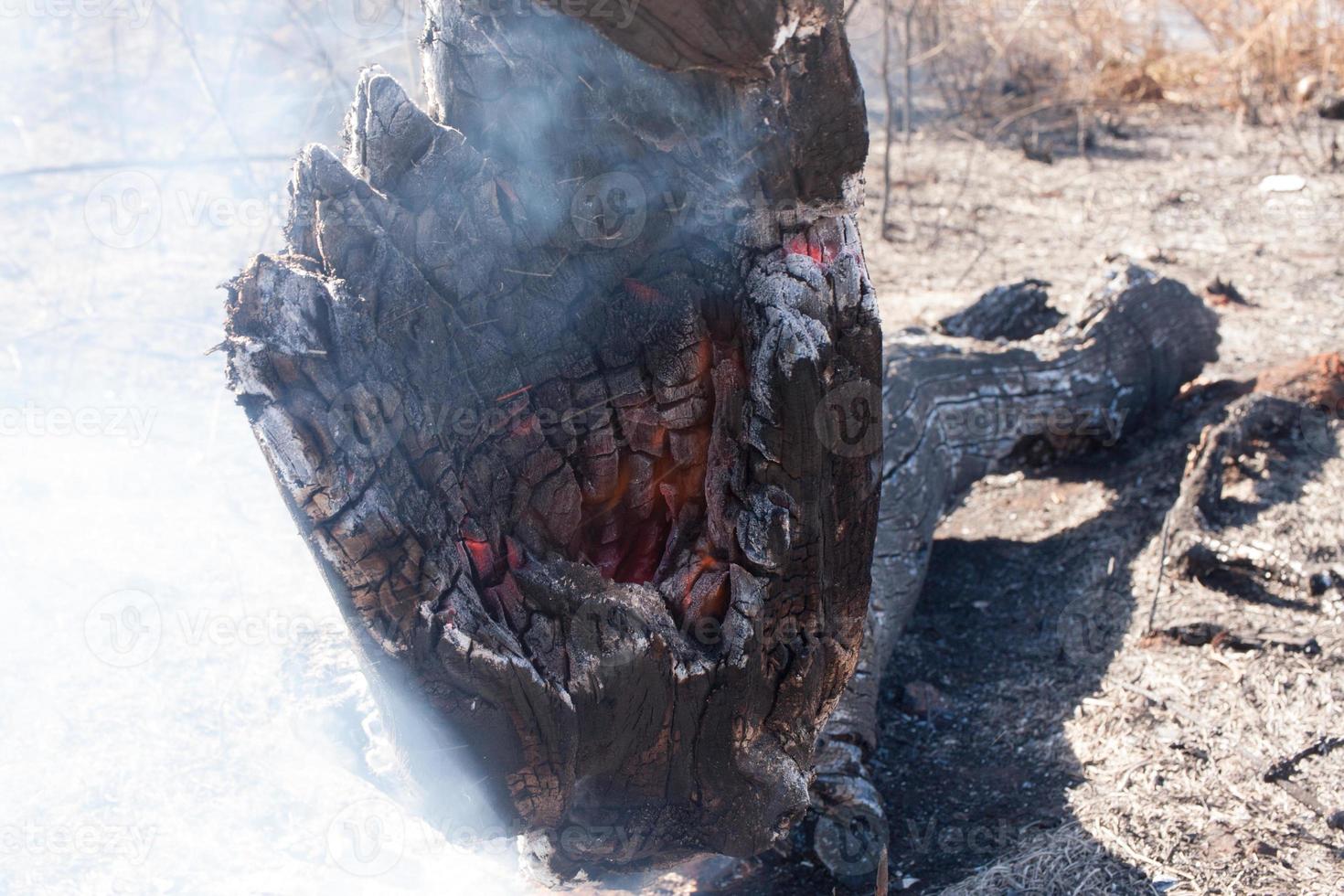 The Charred remains of a burnt out tree that fell during a brush fire photo