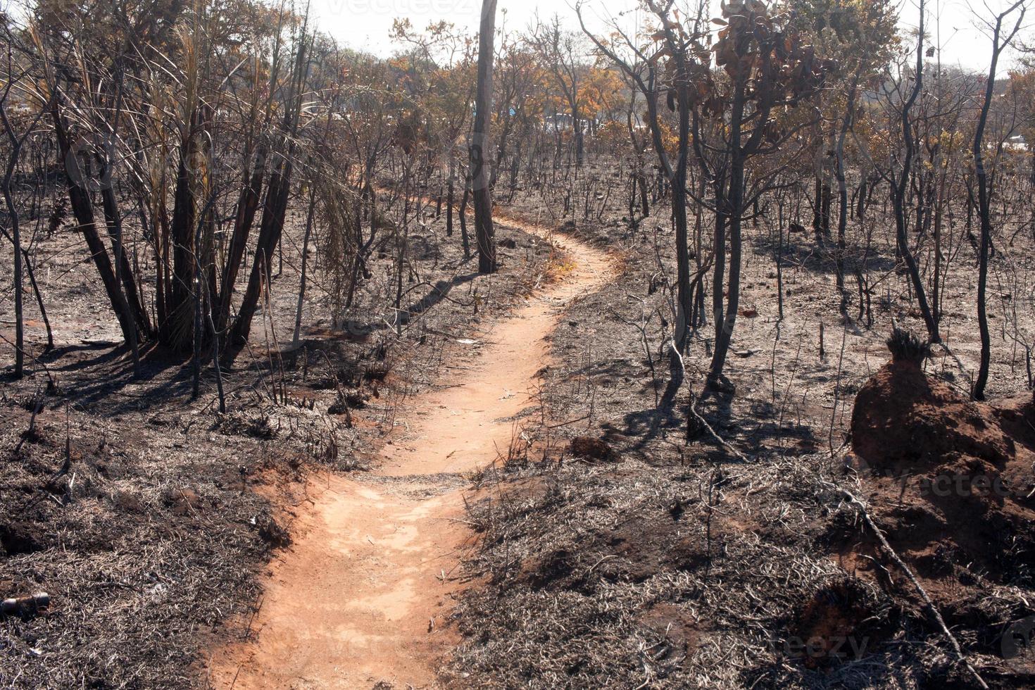 The Charred remains of a brush fire possibly arson near the Karriri-Xoco and Tuxa Indian Reservation in the Northwest section of Brasilia, Brazil photo