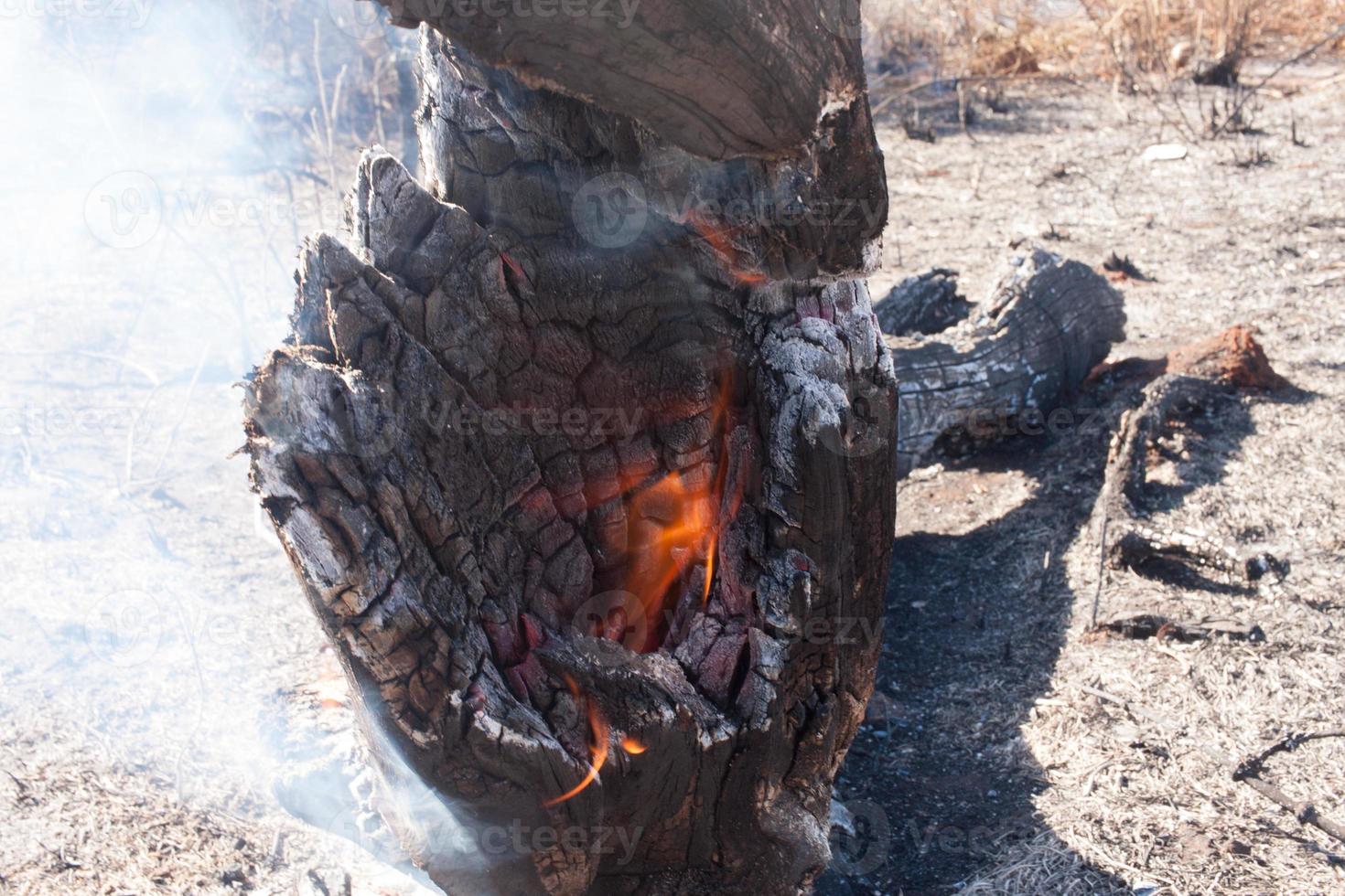 The Charred remains of a burnt out tree that fell during a brush fire photo