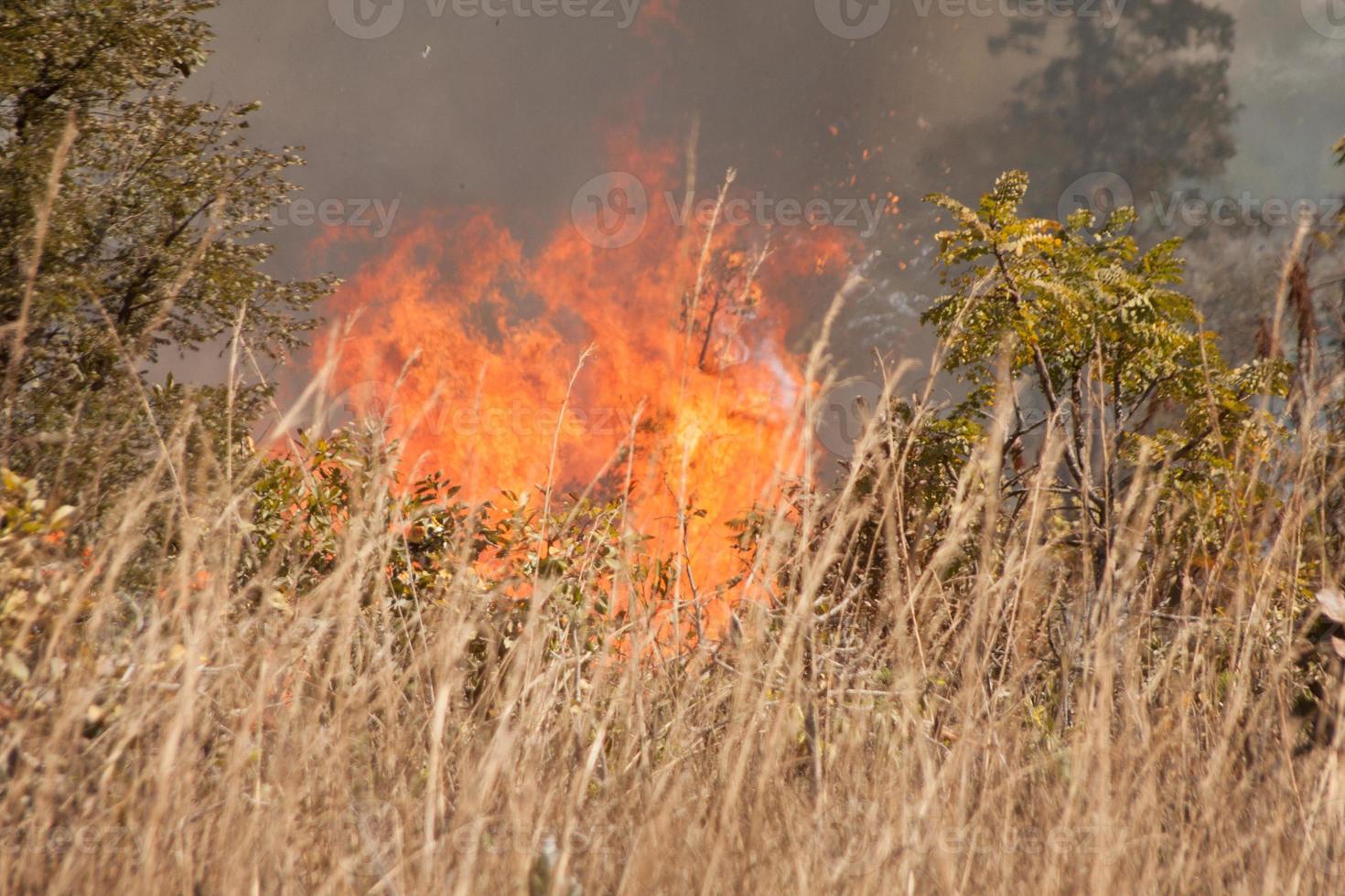 A brush fire near the Karriri-Xoco and Tuxa Indian Reservation in the Northwest section of Brasilia, Brazil photo