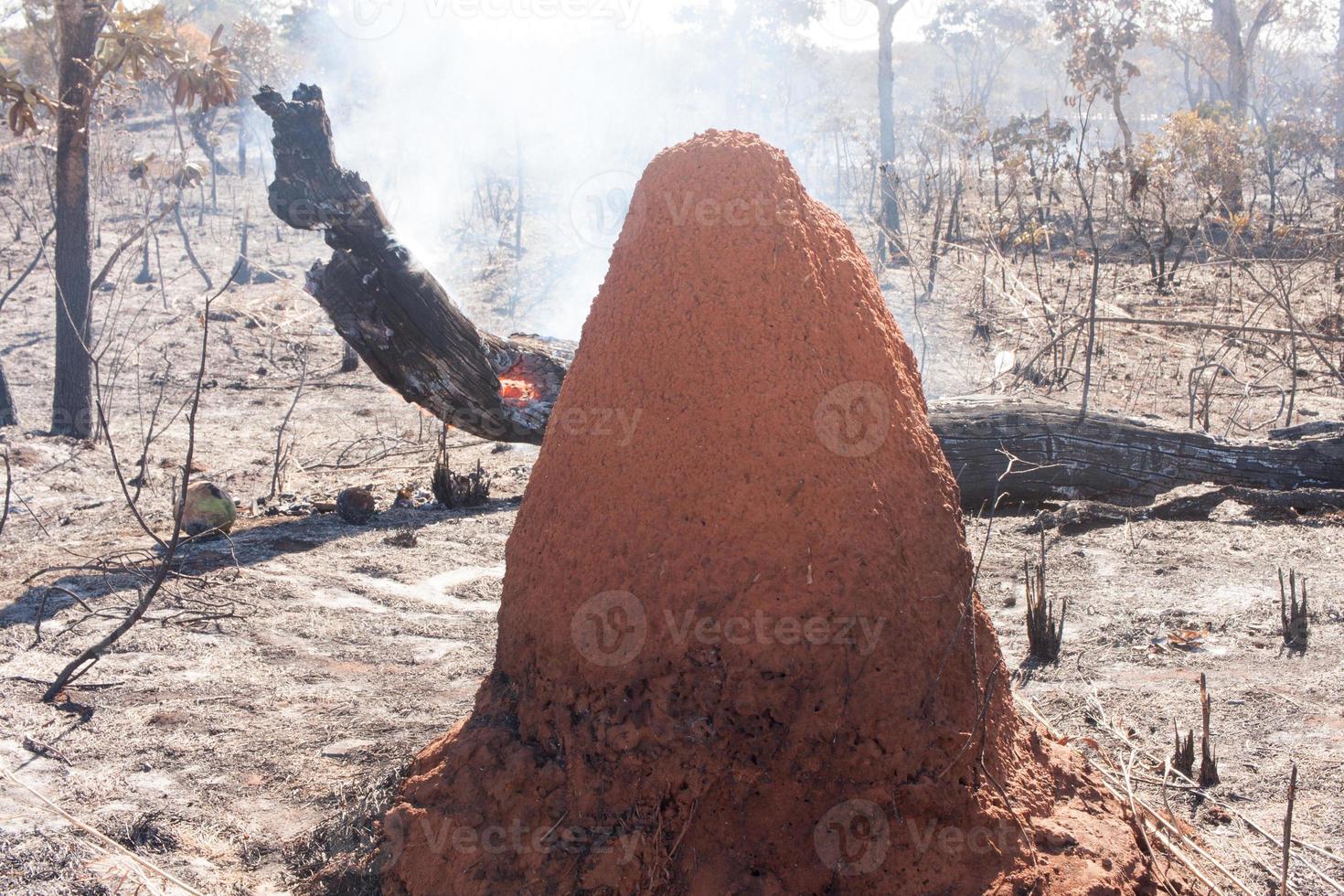 los restos carbonizados de un incendio forestal posiblemente provocado cerca de la reserva india karriri-xoco y tuxa en la sección noroeste de brasilia, brasil foto