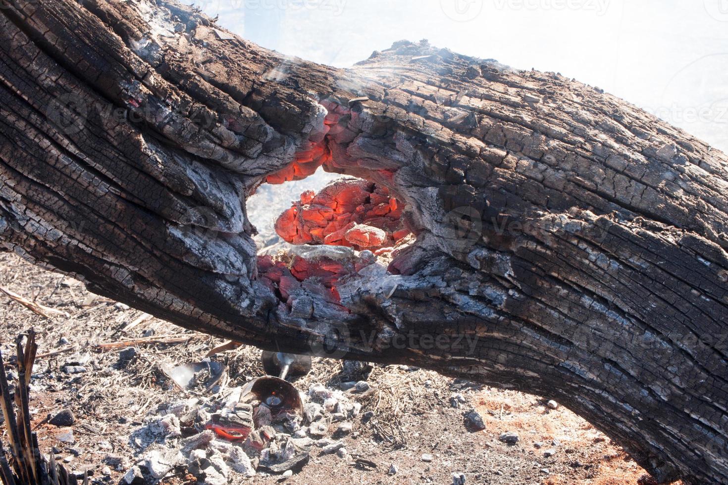 The Charred remains of a burnt out tree that fell during a brush fire photo