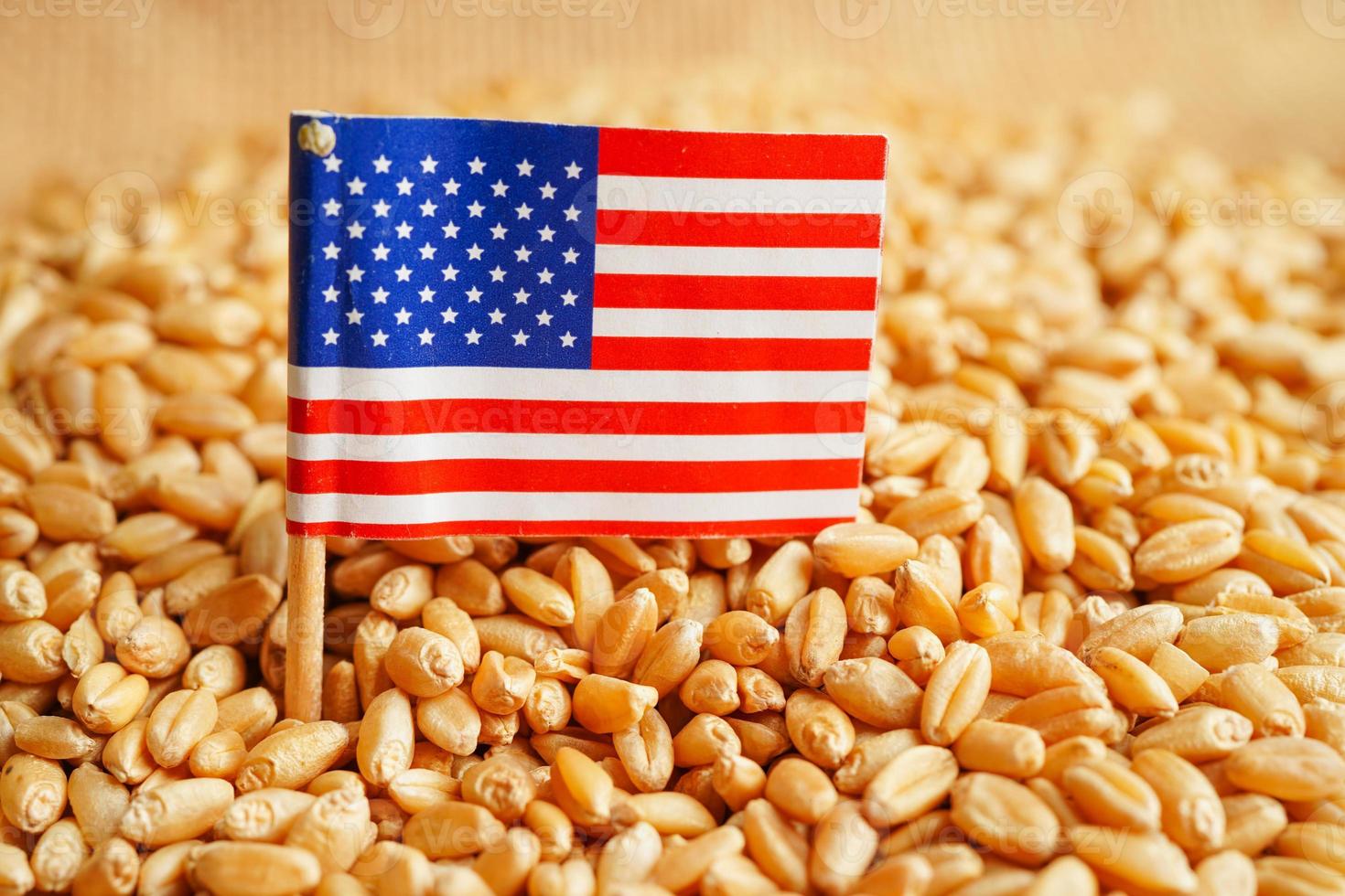 USA America on grain wheat, trade export and economy concept. photo