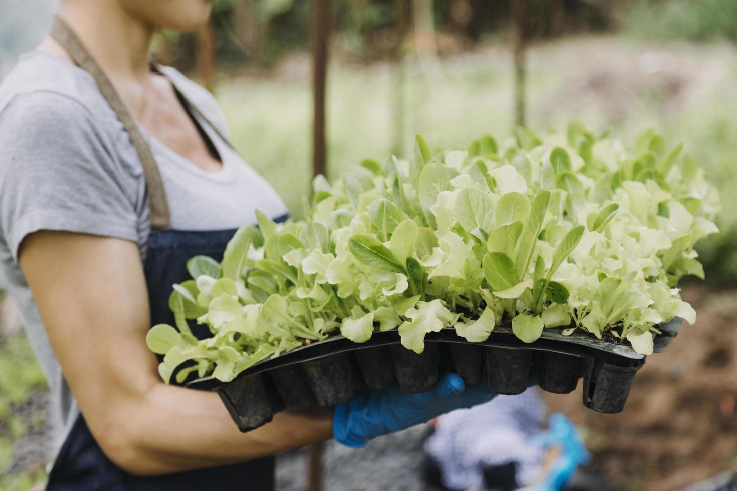 female farmer working early on farm holding wood basket of fresh vegetables and tablet photo