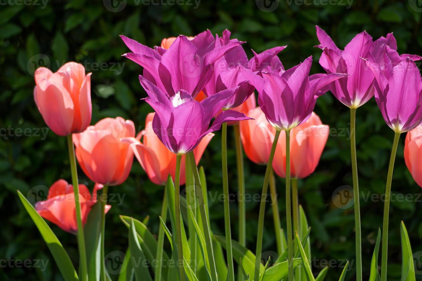 tulipanes en el jardín foto