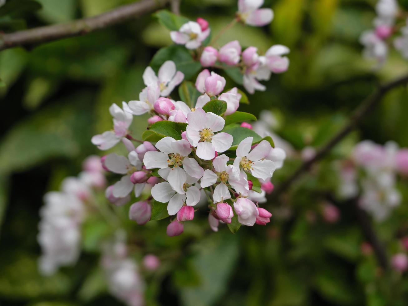 Spring flowers in germany 10304507 Stock Photo at Vecteezy