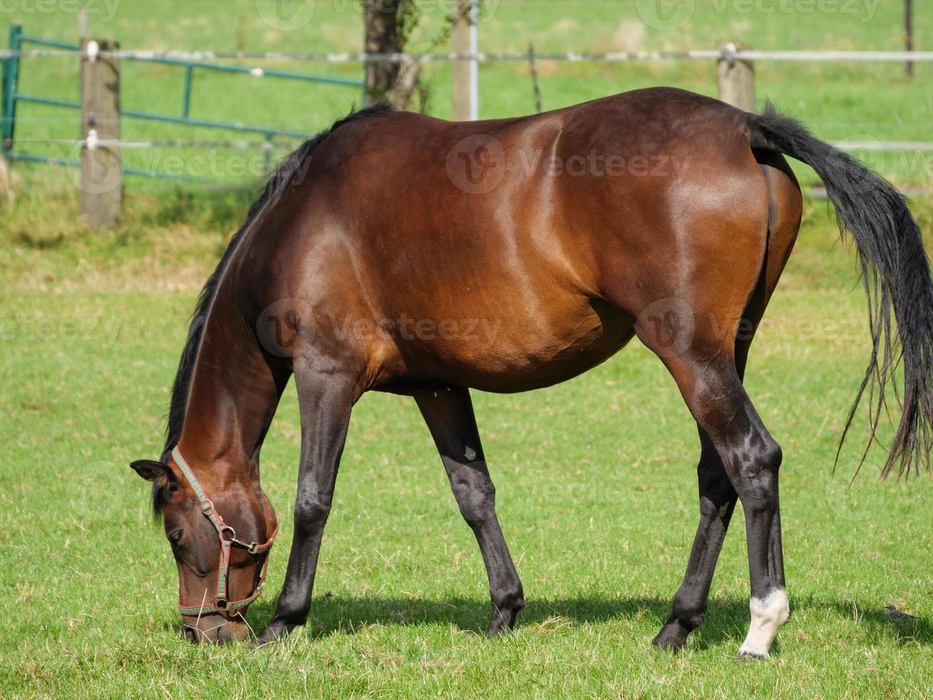Horses on a meadow in westphalia photo