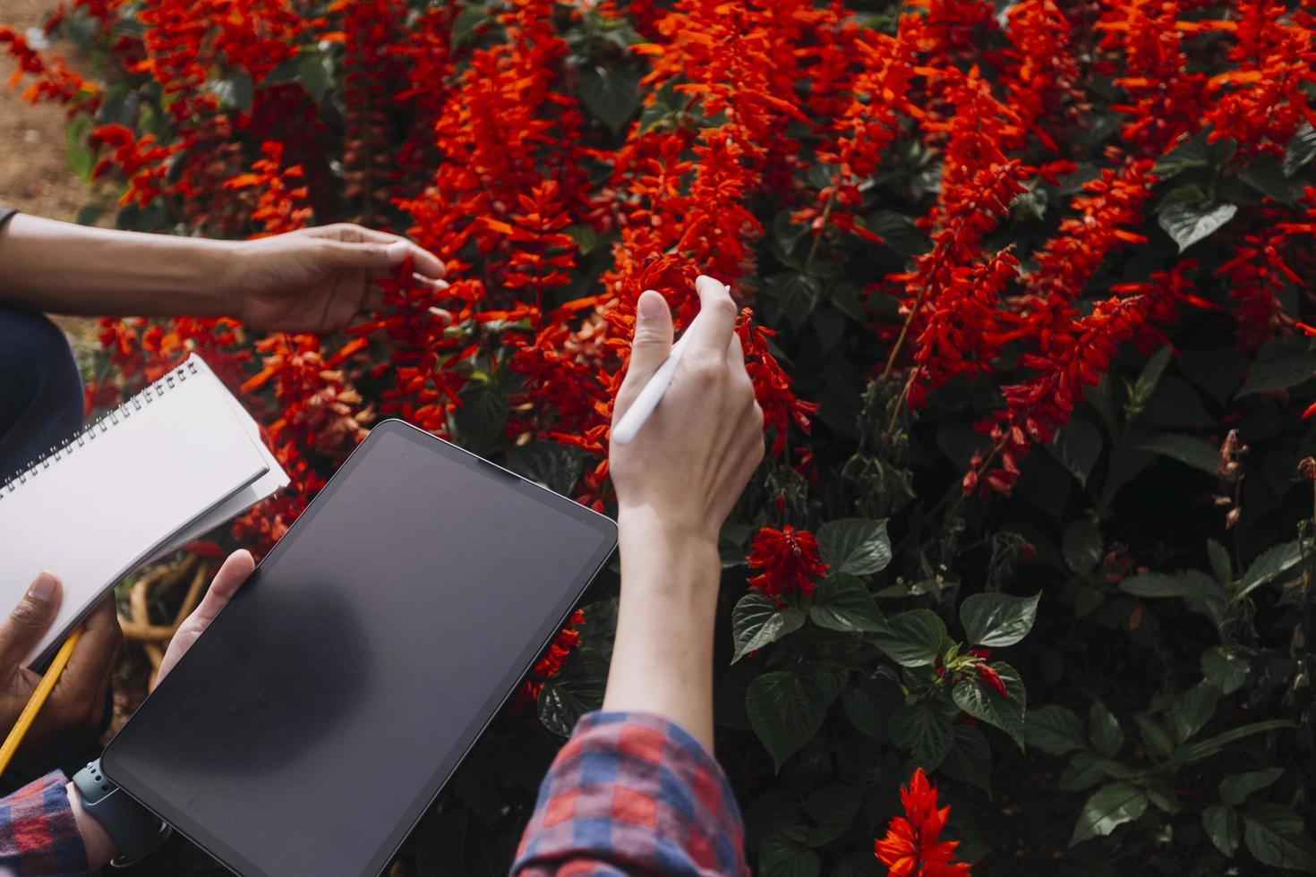 mujer agricultora de tecnología agrícola que sostiene tableta o tecnología de tableta para investigar sobre datos de análisis de problemas agrícolas e icono visual. foto