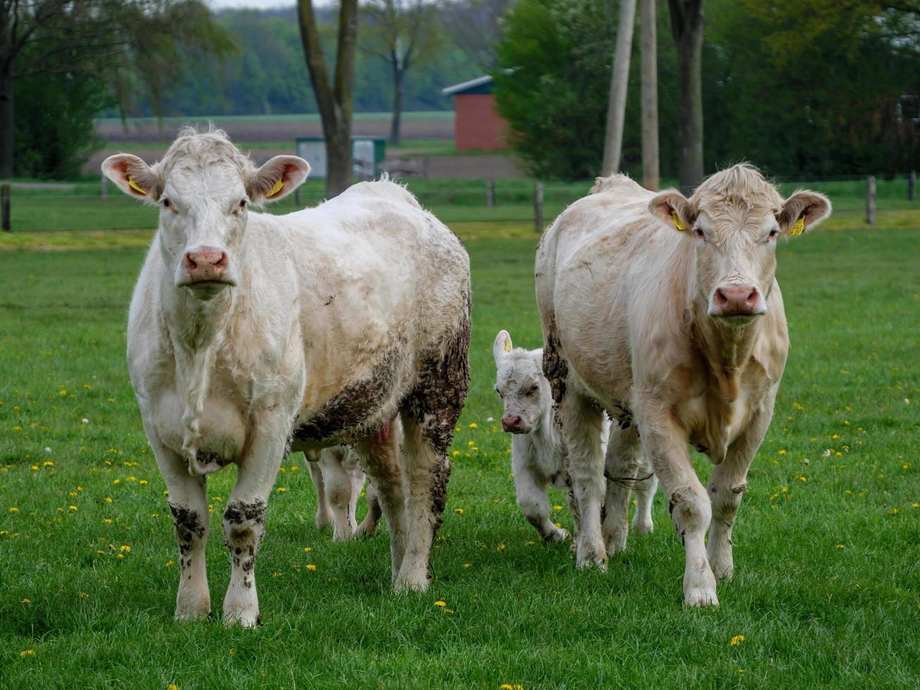 white cows in westphalia photo