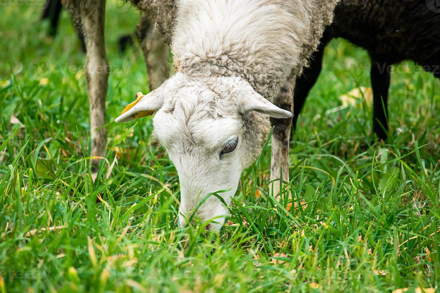 Farm brown sheep graze in pasture. Flock of sheep eating grass in meadow. photo