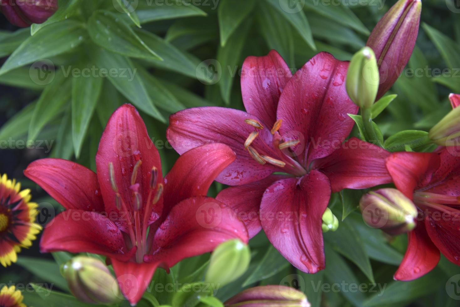 Red burgundy lily flowers close-up in the garden in summer. photo