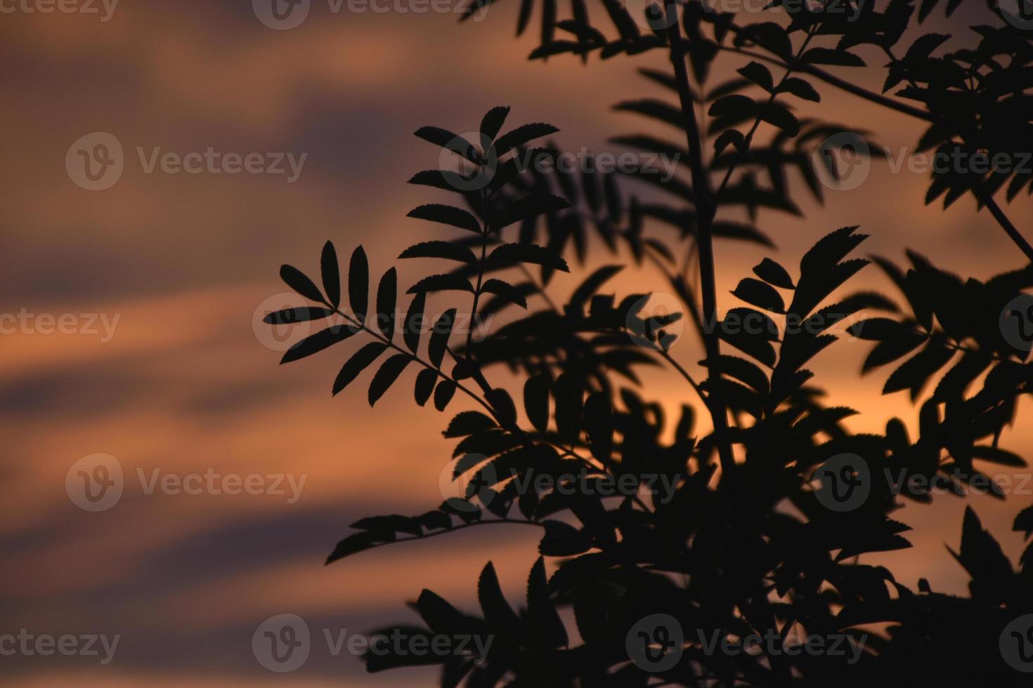 Crimson blue-pink sunset and mountain ash branches. Beautiful sunset color and leaves. photo
