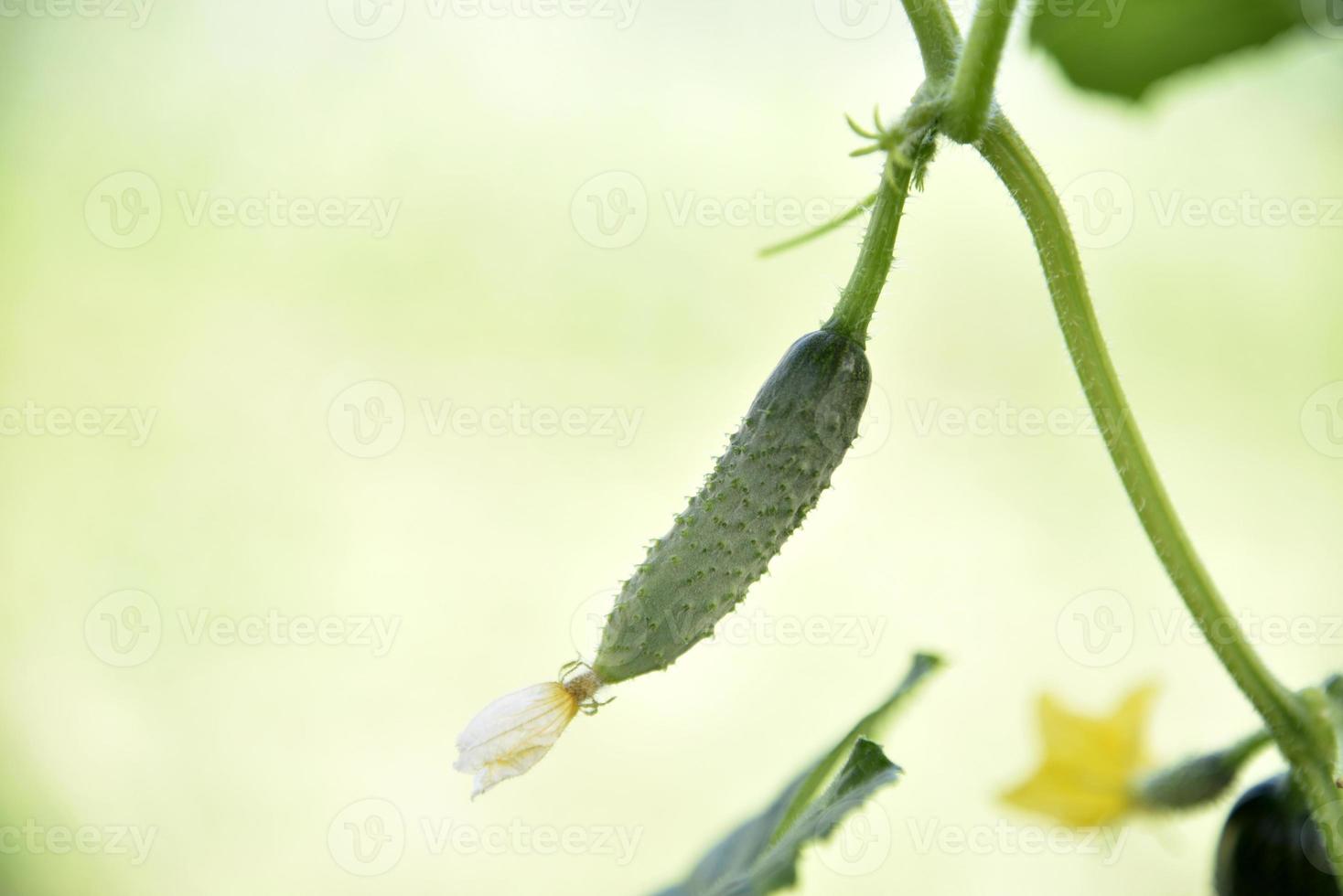 Cucumbers with yellow flowers in a greenhouse in summer. Growing cucumbers in a greenhouse. photo