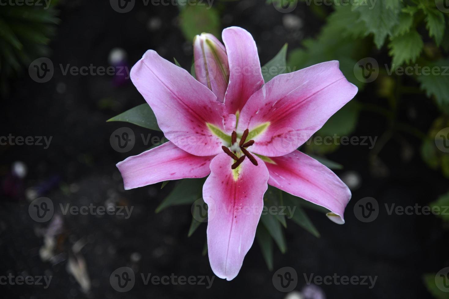 Pink flower of a large lily on a dark background. Macrophotography of pink in the garden. photo