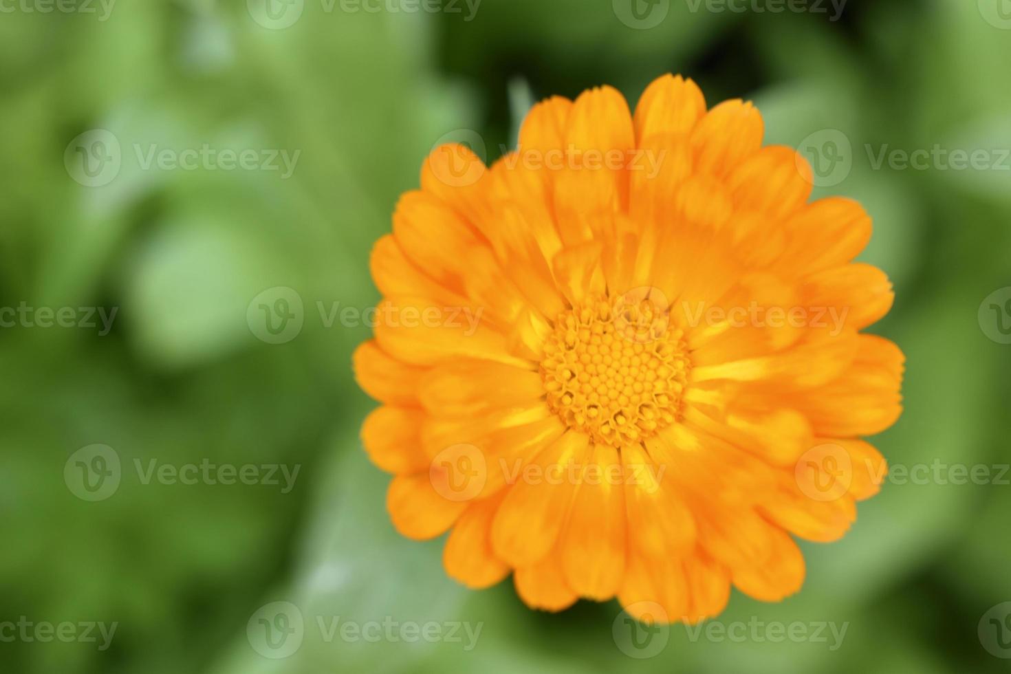 Yellow flowers of Calendula officinalis close-up. Yellow flowers close-up macrophotography. photo