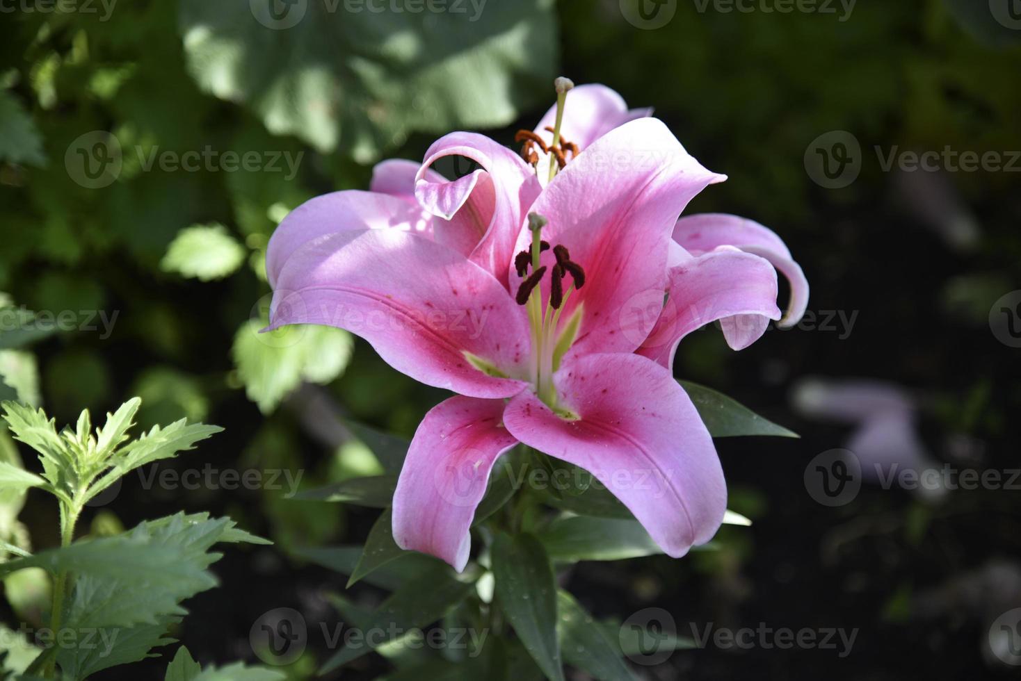 Pink flower of a large lily on a dark background. Macrophotography of pink in the garden. photo