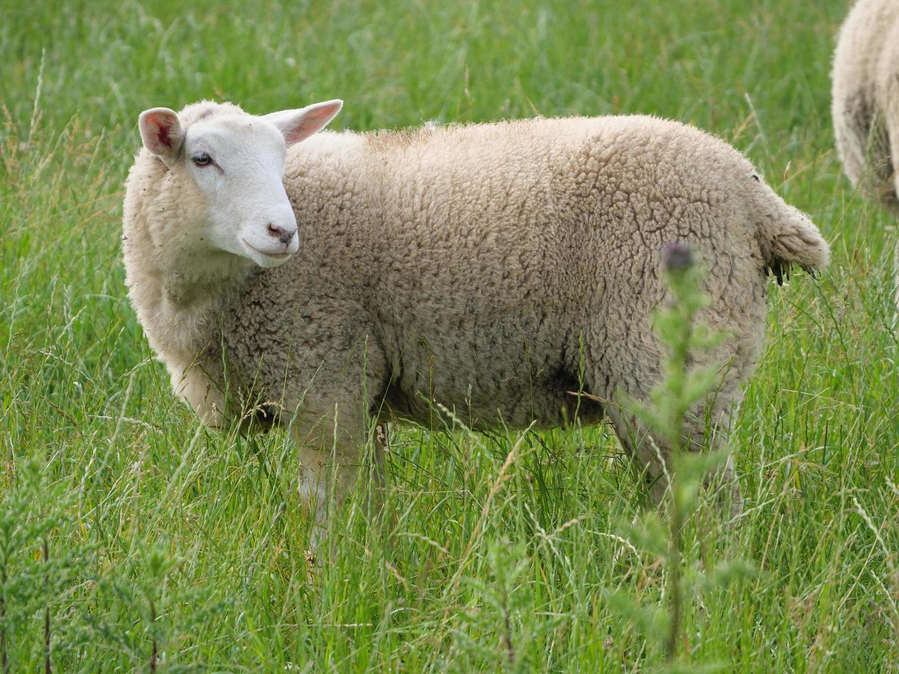 sheeps on a field in germany photo