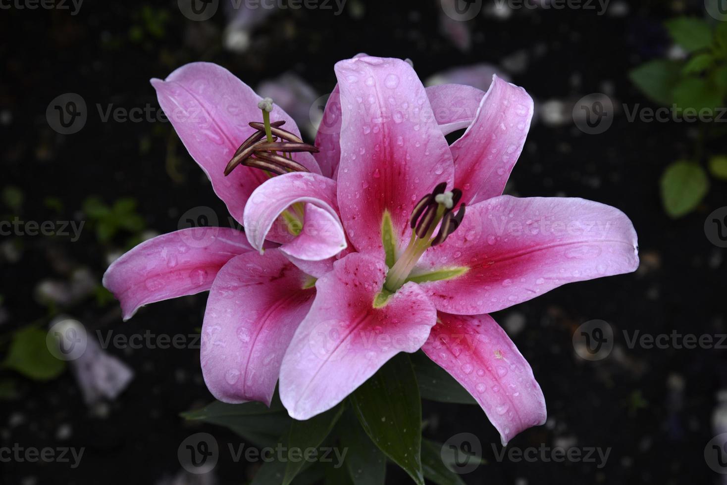 Pink flower of a large lily on a dark background. Macrophotography of pink in the garden. photo