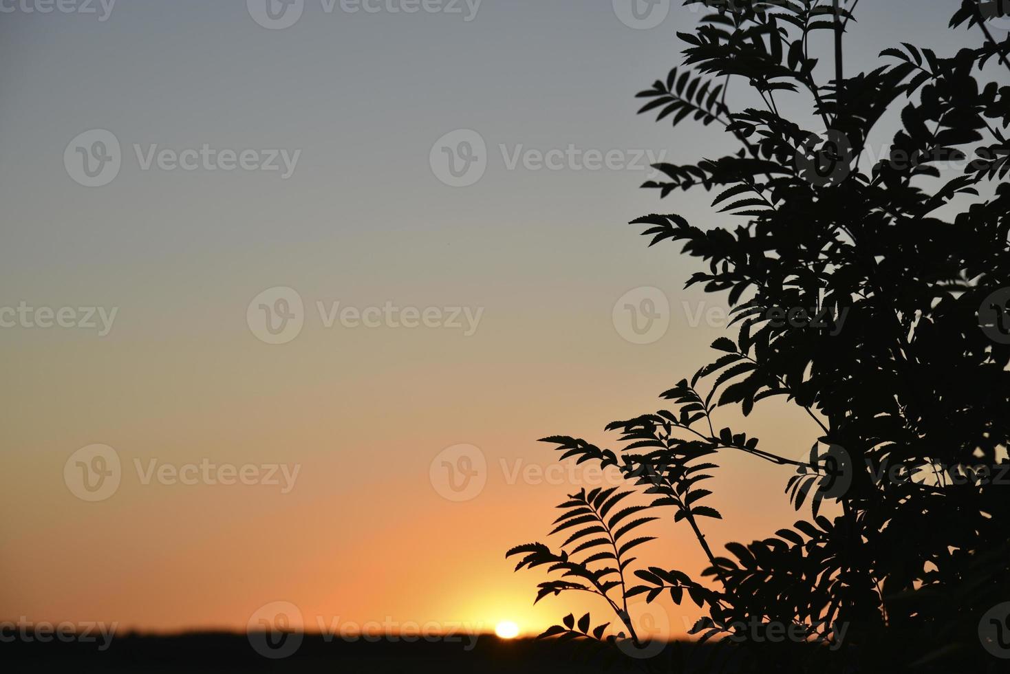 Evening blue-orange sunset and a beautiful horizon with clouds and plants. photo