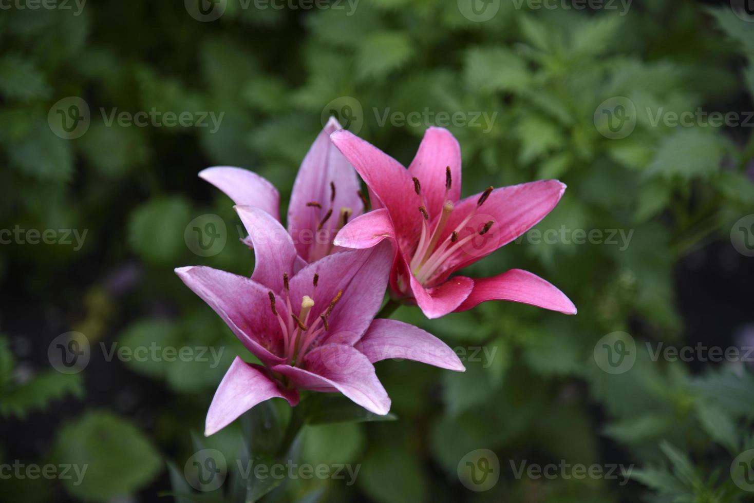 Pink flower of a large lily on a dark background. Macrophotography of pink in the garden. photo