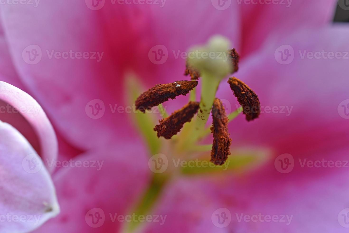 Stamens with pollen from a red lily flower close-up. Macrophotography of a lily flower. photo