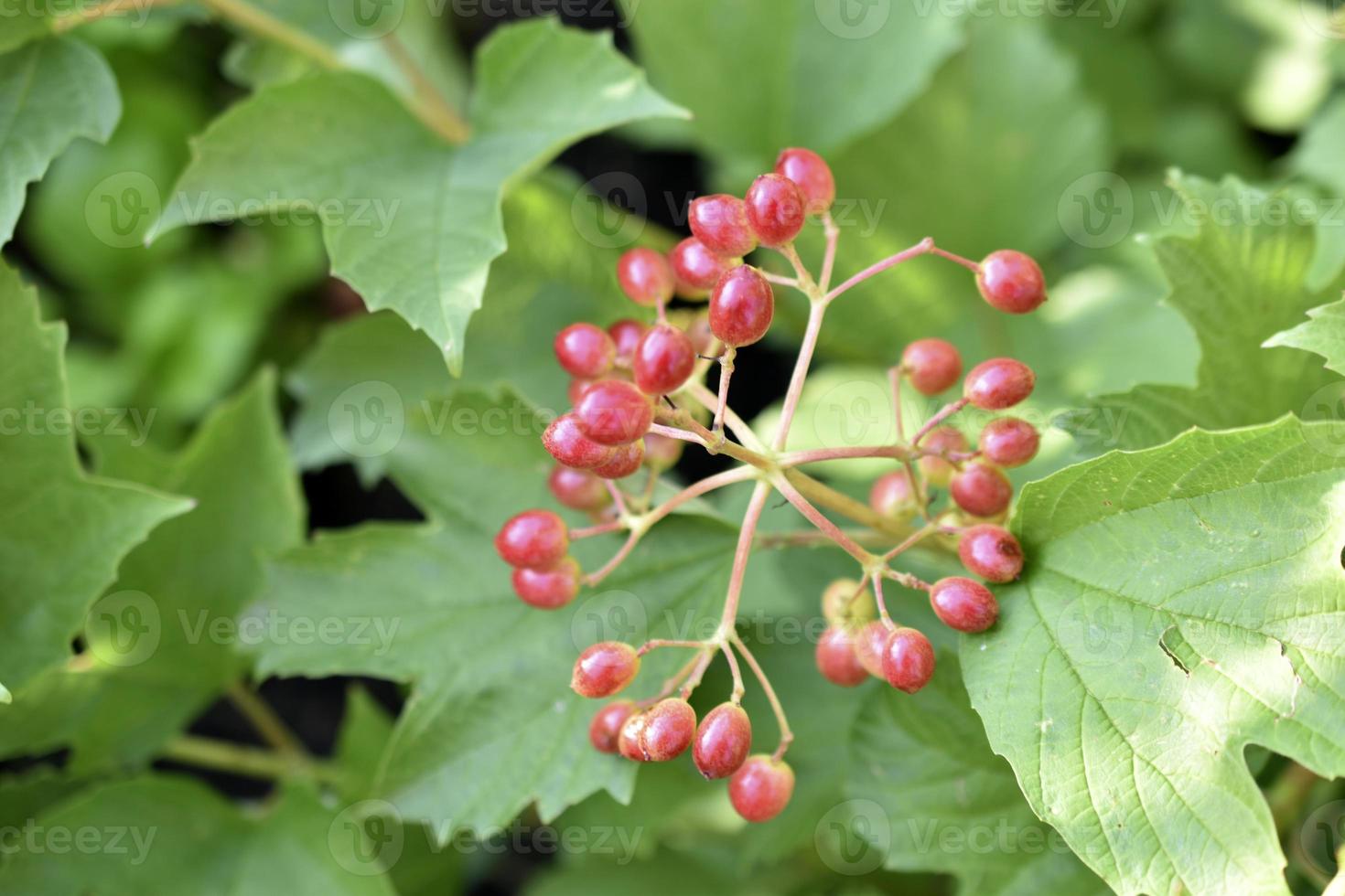 Red-green berries of viburnum vulgaris in the garden in summer. photo