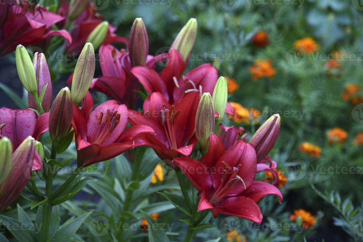 Red burgundy lily flowers close-up in the garden in summer. photo