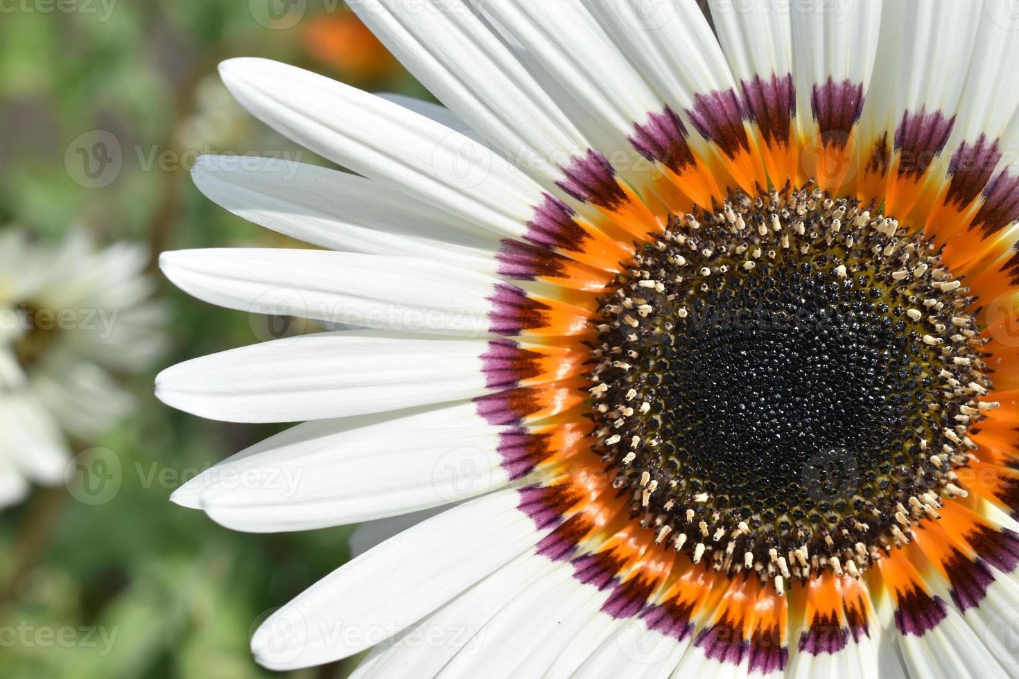 Large white flowers of venidium close-up. Parts of the flower stamens and pistils pollen. photo