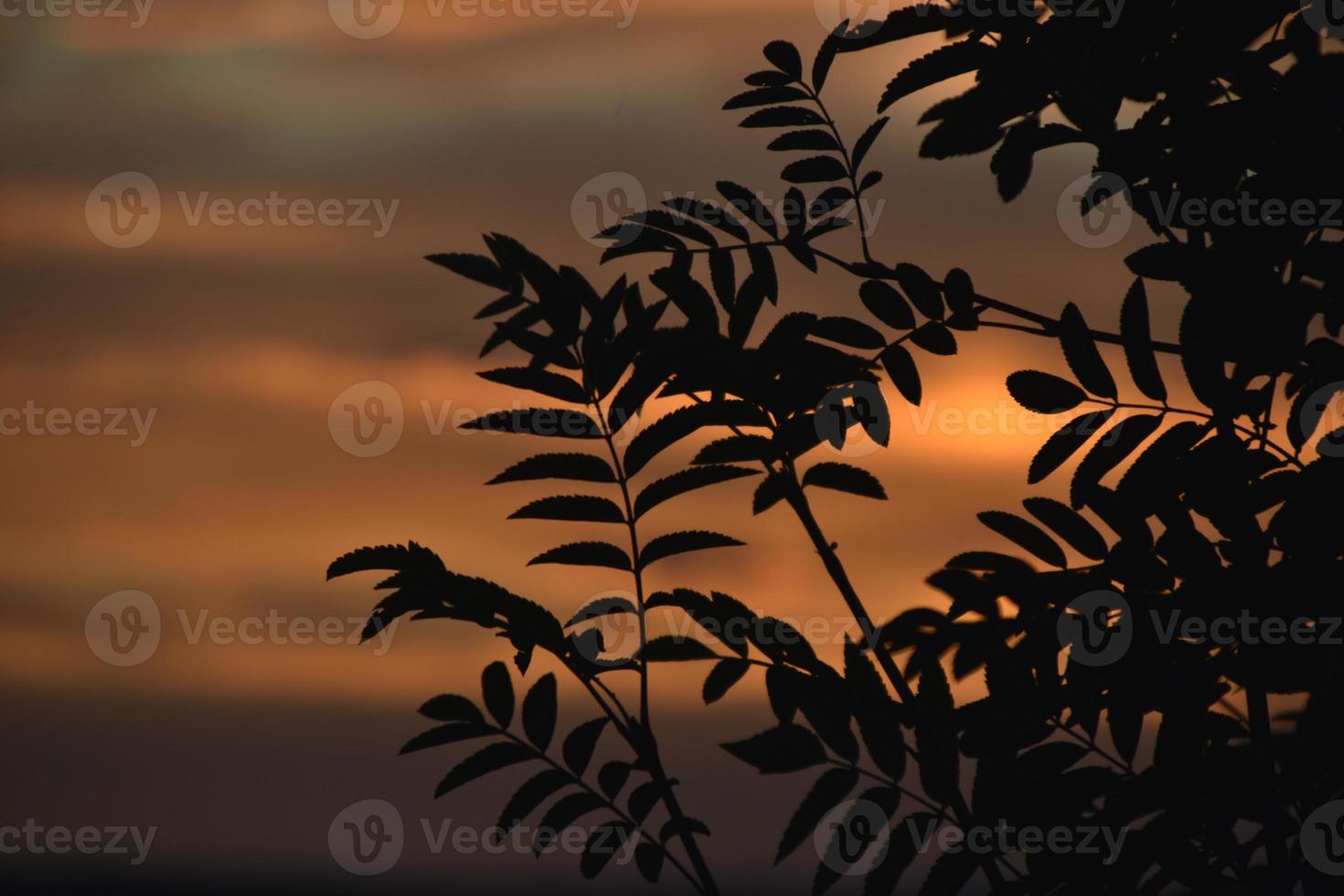 Crimson blue-pink sunset and mountain ash branches. Beautiful sunset color and leaves. photo