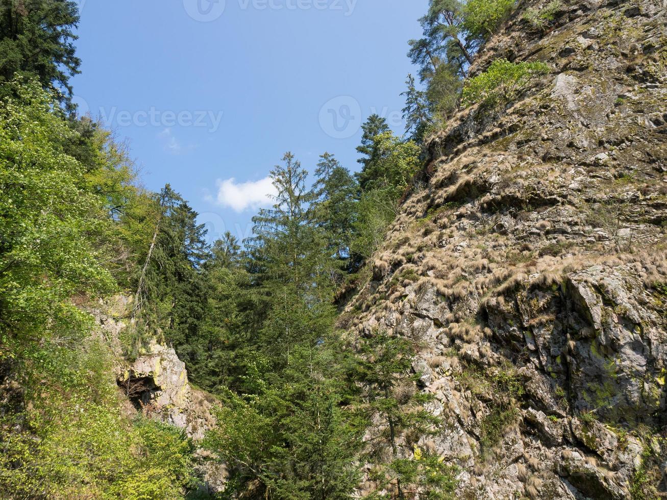 the black forest in germany photo