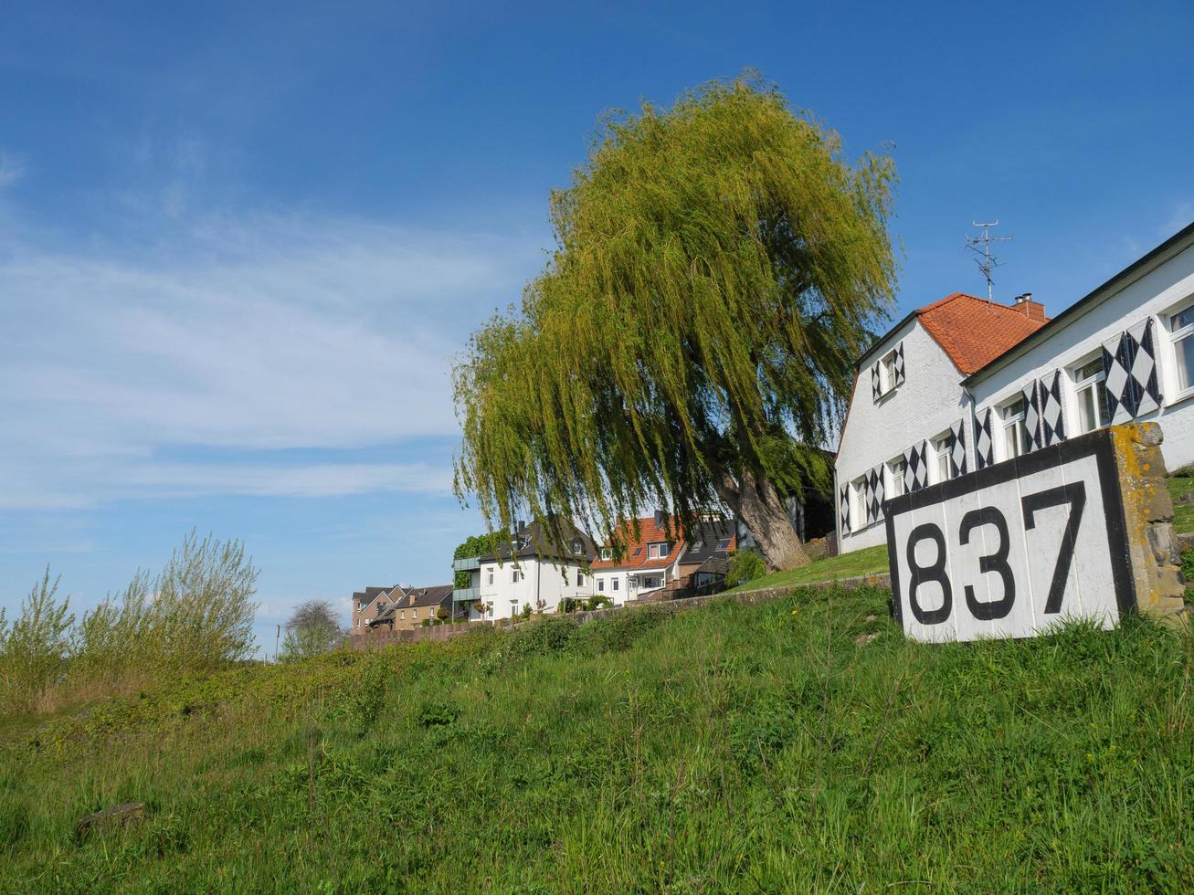 rees at the river rhine photo