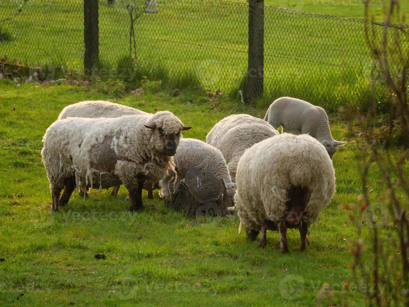 ovejas en un prado en alemania foto