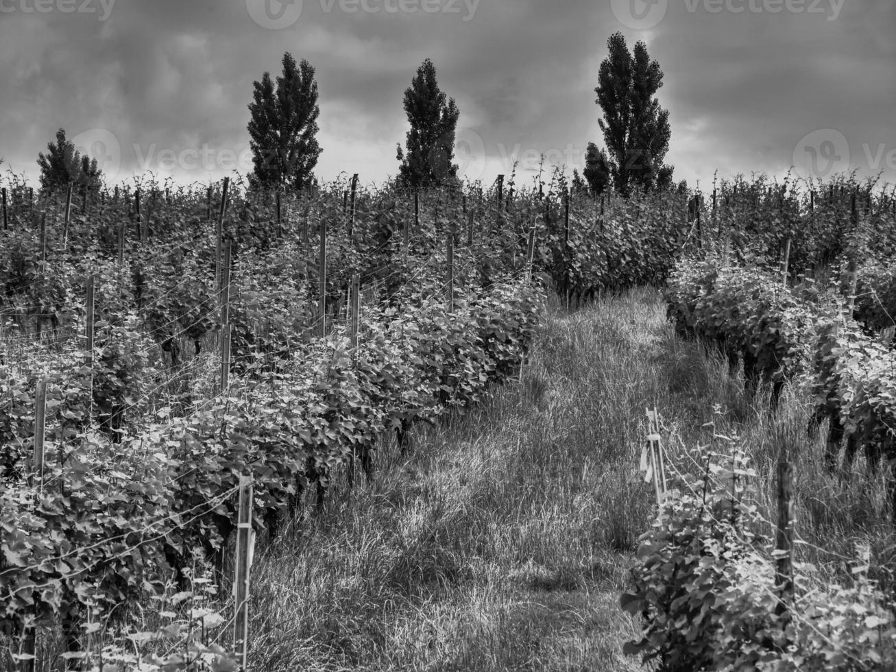 the lake constance photo