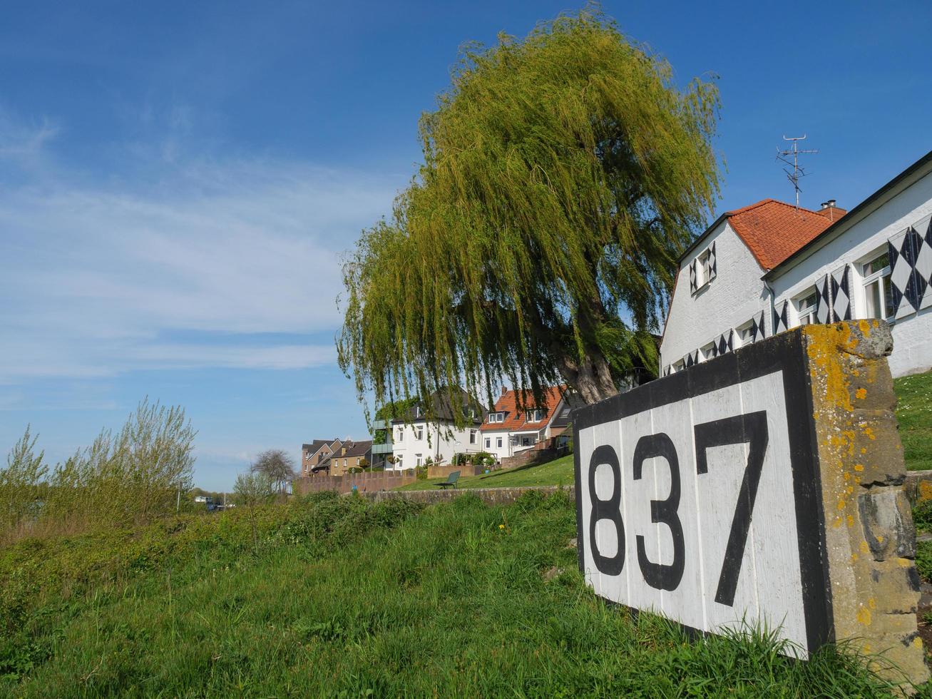 rees at the river rhine photo