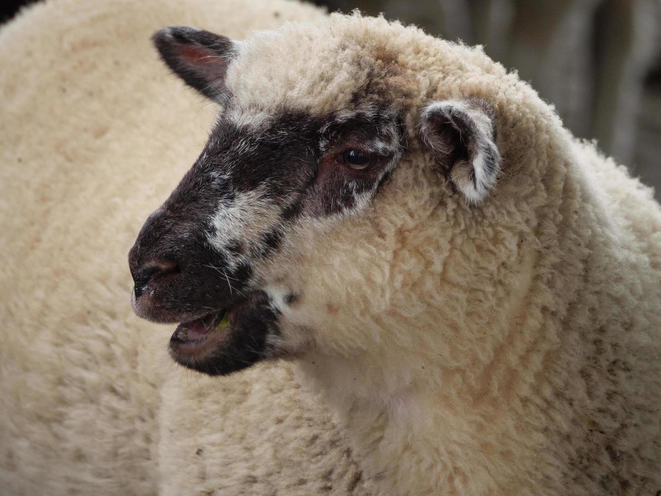 sheeps on a field in germany photo