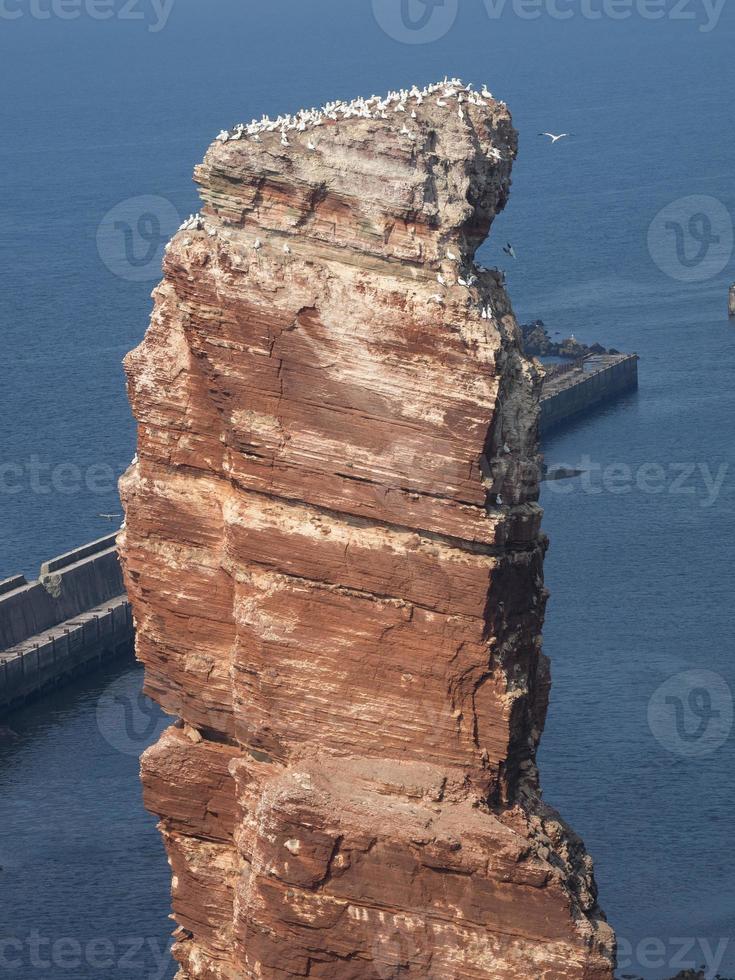 Birds on the island of Helgoland photo