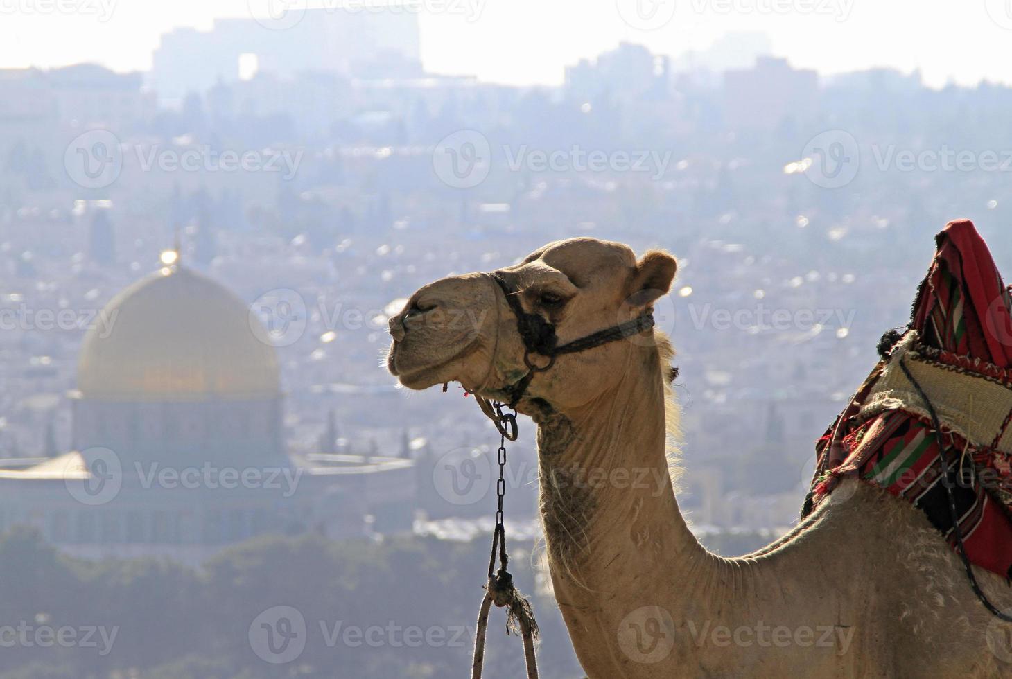 Camel in Jerusalem with golden dome in the background photo