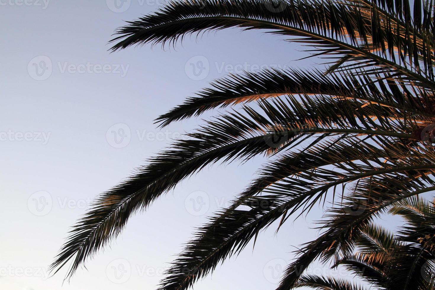 Palm tree during sunset in Italy photo