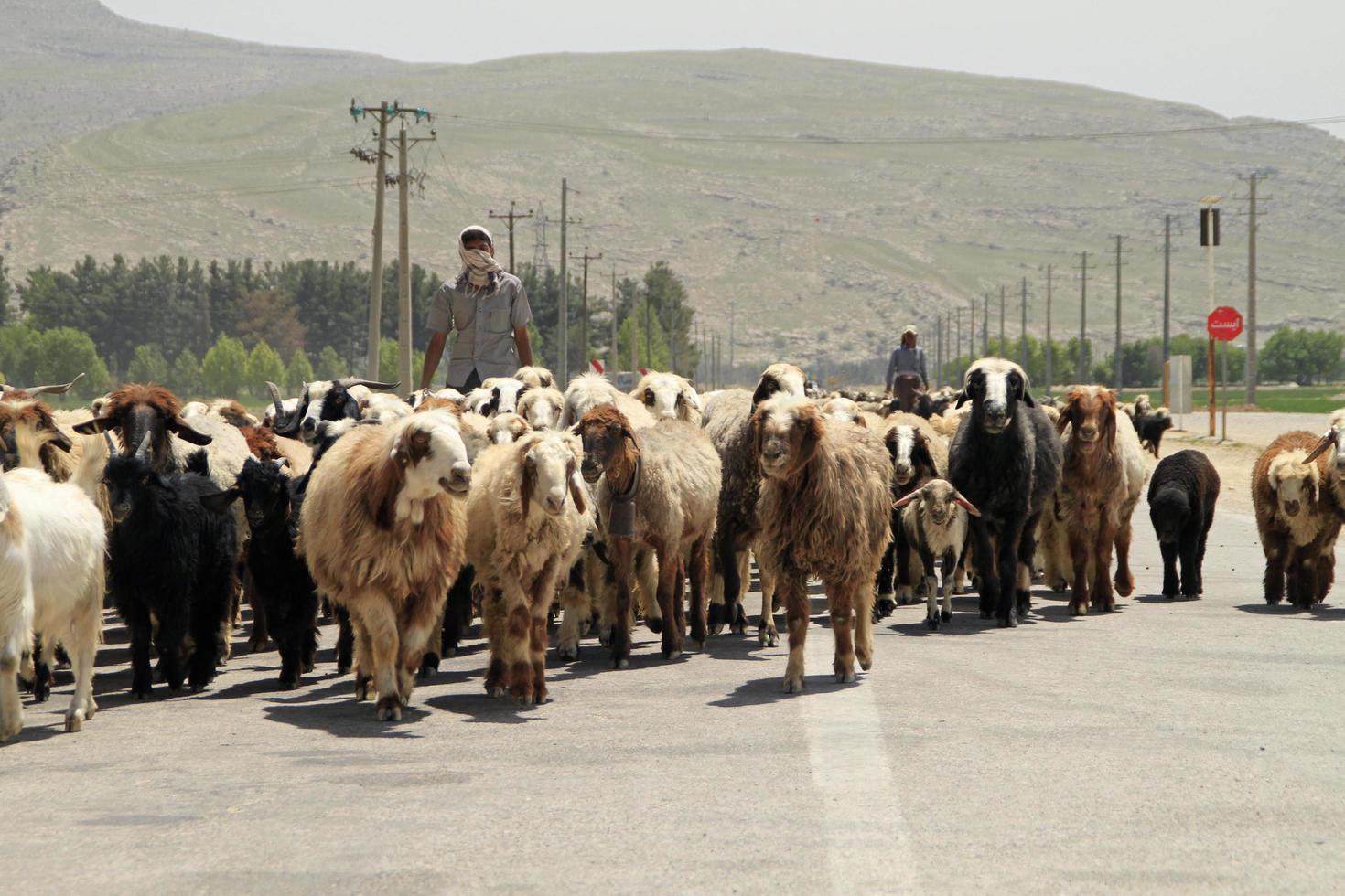 7 April 2014 - Persepolis, Iran - A shepherd and his flock of sheep crossing a street in Iran photo