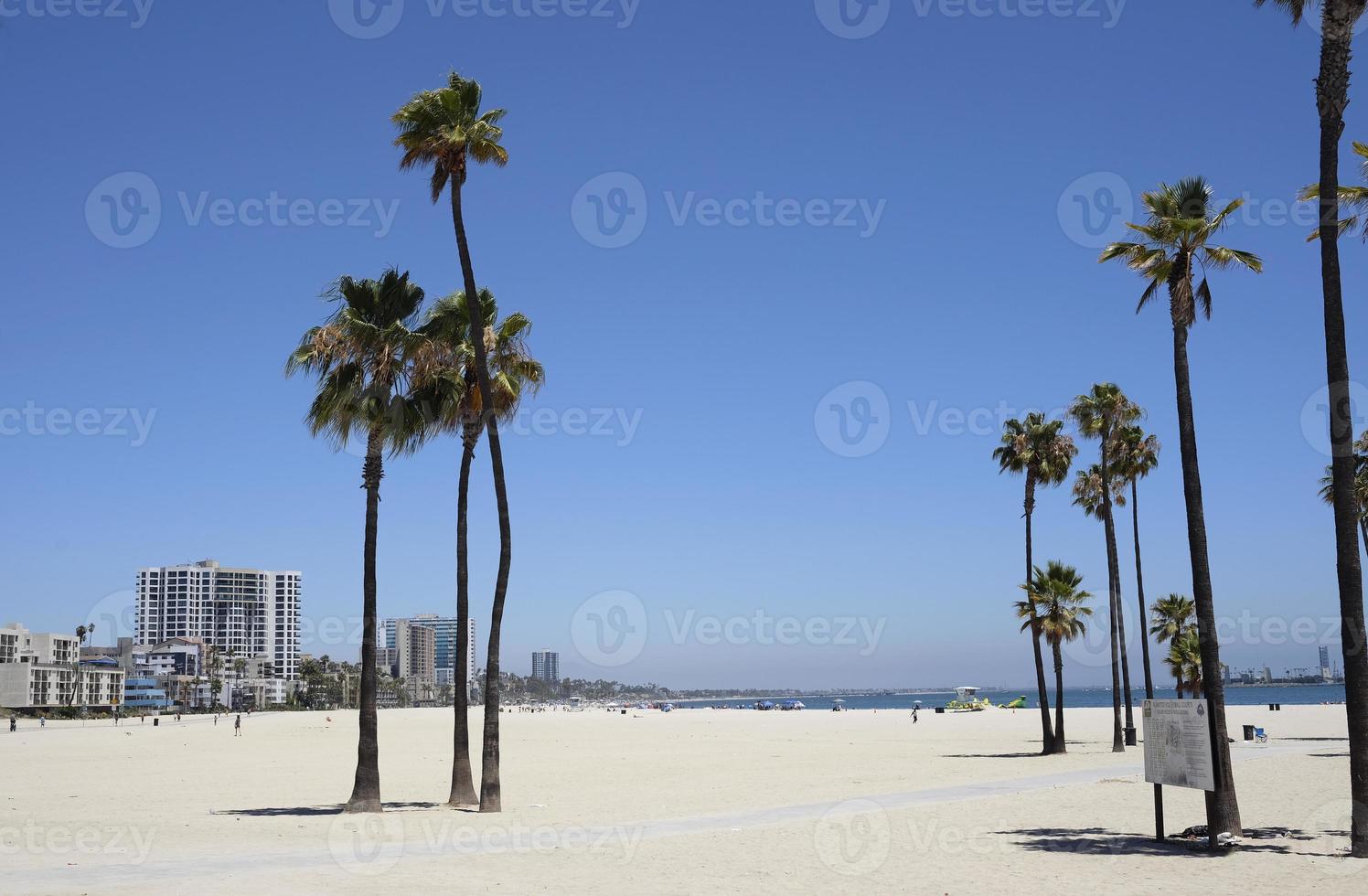 Palm trees at Long Beach, Los Angeles, California photo